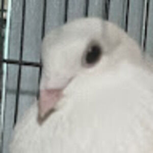 Meet your Posher, Lin